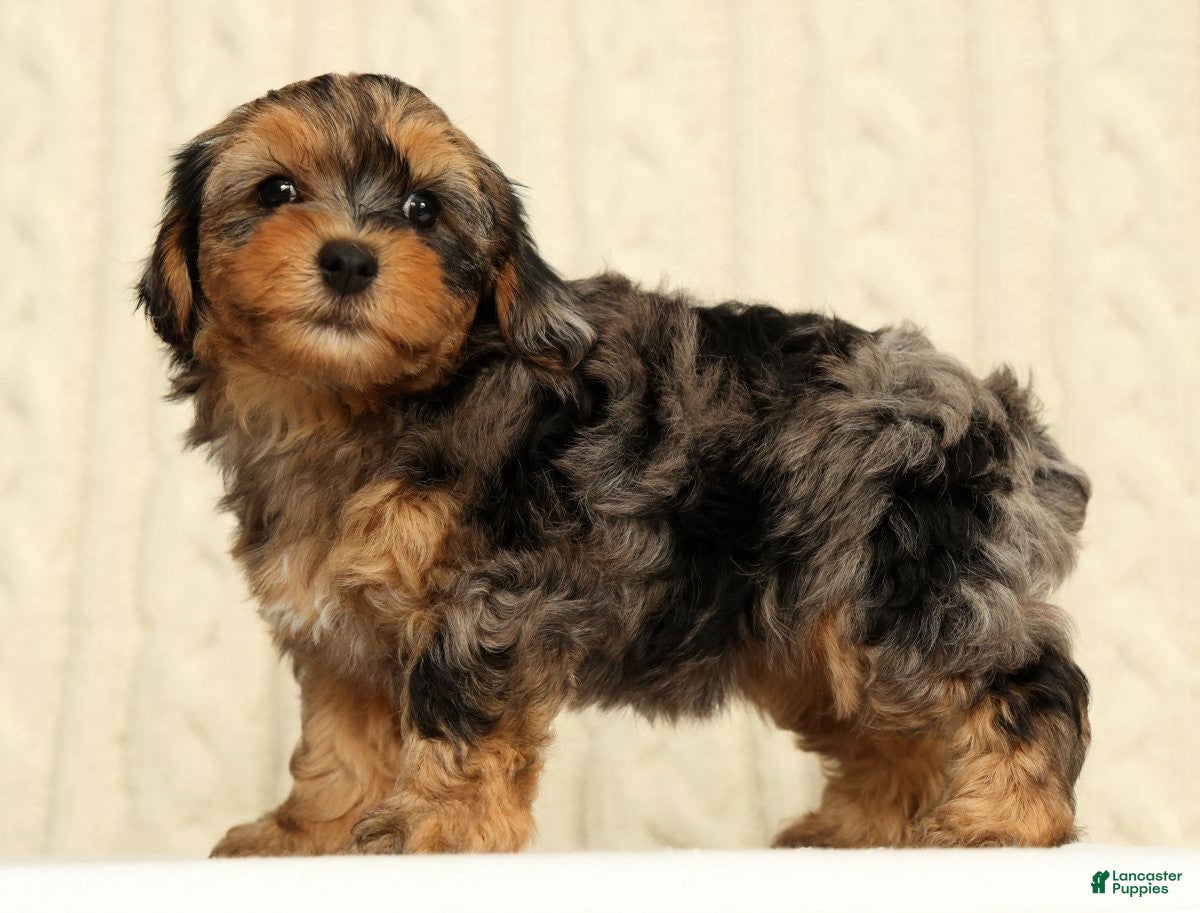 Yorkiepoo dogs Callie - Ad 1