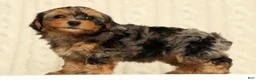 Yorkiepoo dogs for sale: Callie - Ad 1