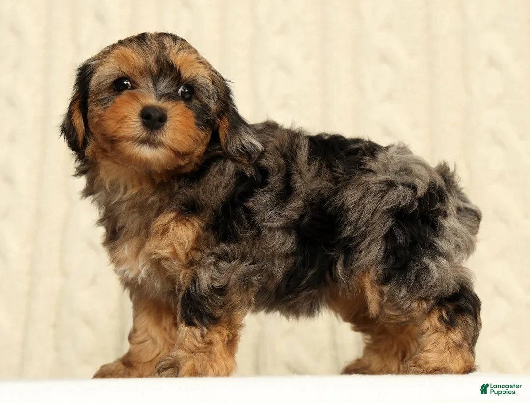 Yorkiepoo dogs for sale: Callie - Ad 1