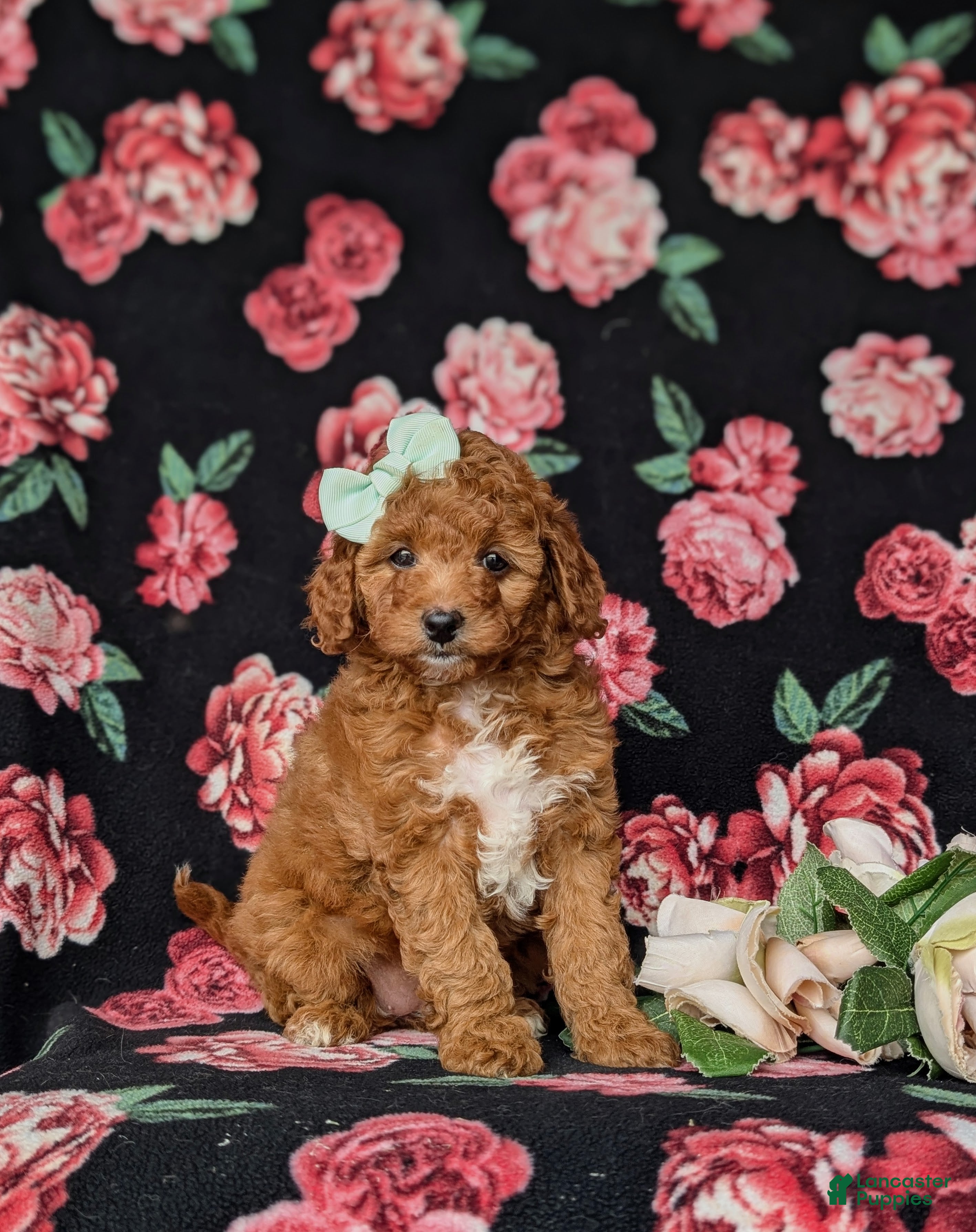 Mini Goldendoodle dogs Tawnie 9 lbs Full Grown - Ad 2
