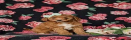 Mini Goldendoodle dogs for sale: Tawnie 9 lbs Full Grown - Ad 2
