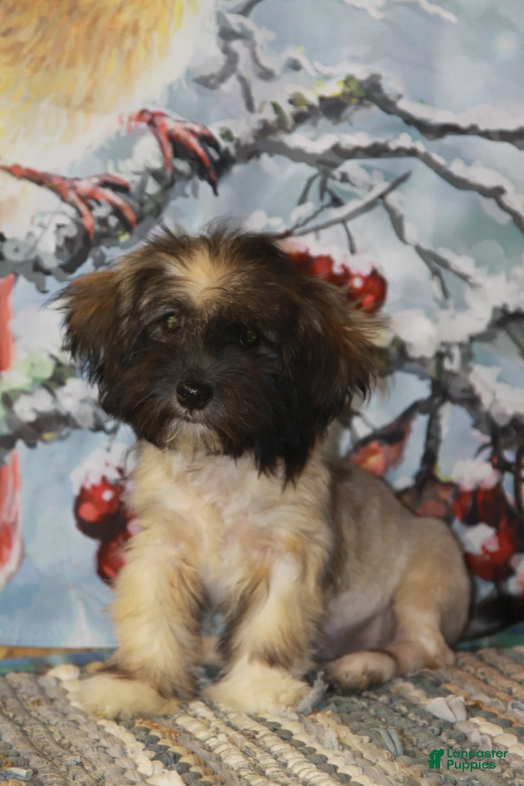 Havanese dogs for sale: Petals - Ad 3