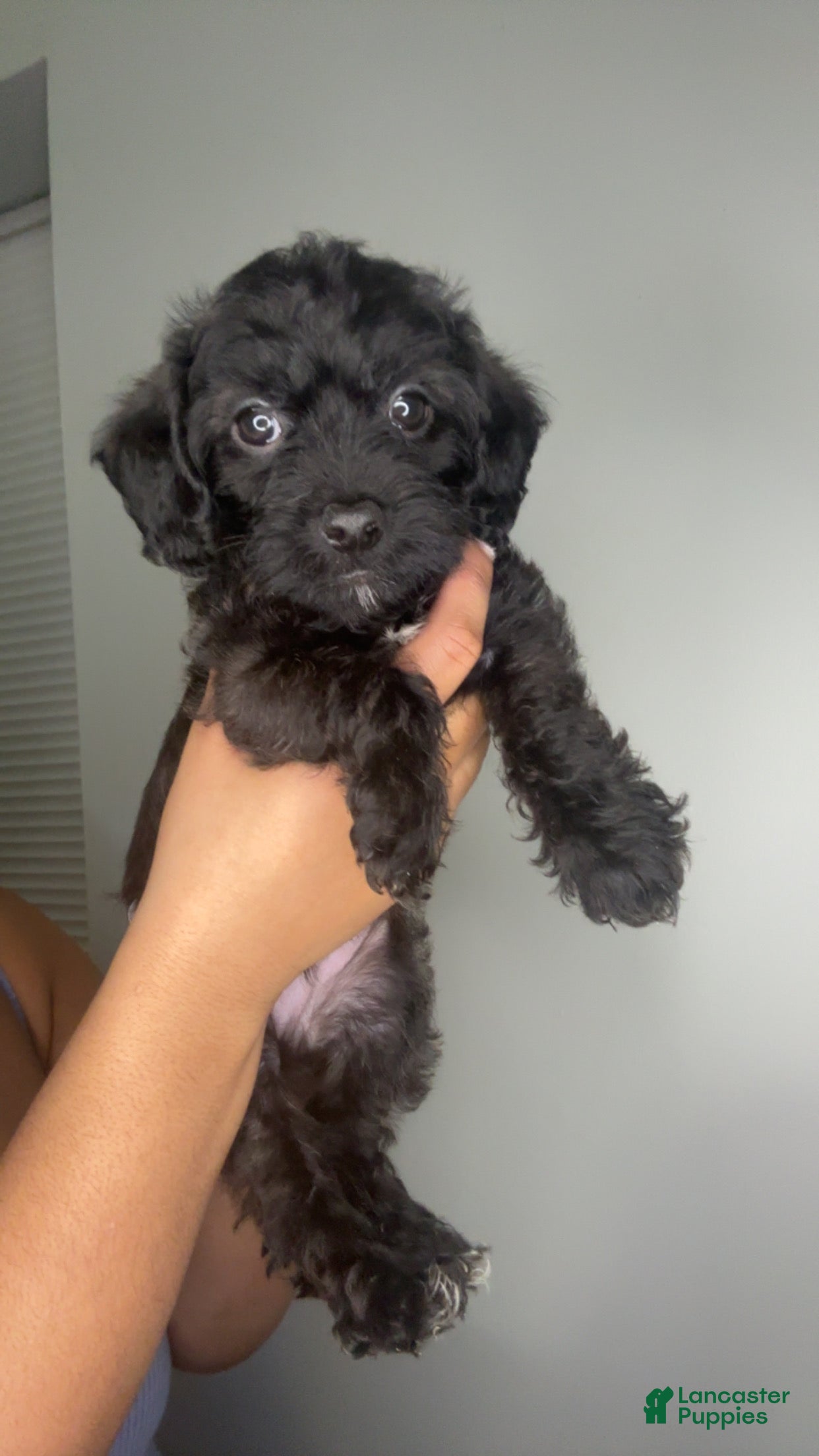 Mixed Breed dogs Nadeed - Ad 23