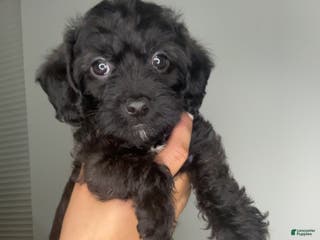 Mixed Breed dogs Nadeed - Ad 21