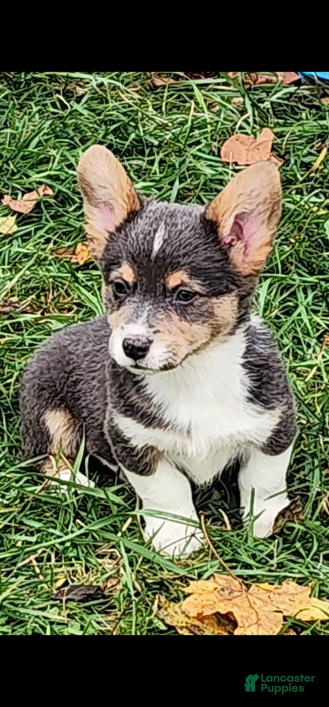 Welsh Corgi Pembroke dogs for sale: Abel Bluie - Ad 21