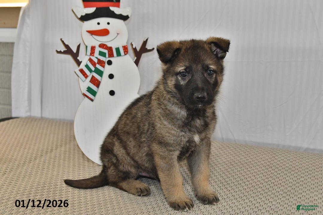 German Shepherd dogs for sale: Carson - Ad 2