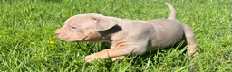 American Bully dogs for sale: American Bully Puppy 2 - Ad 6