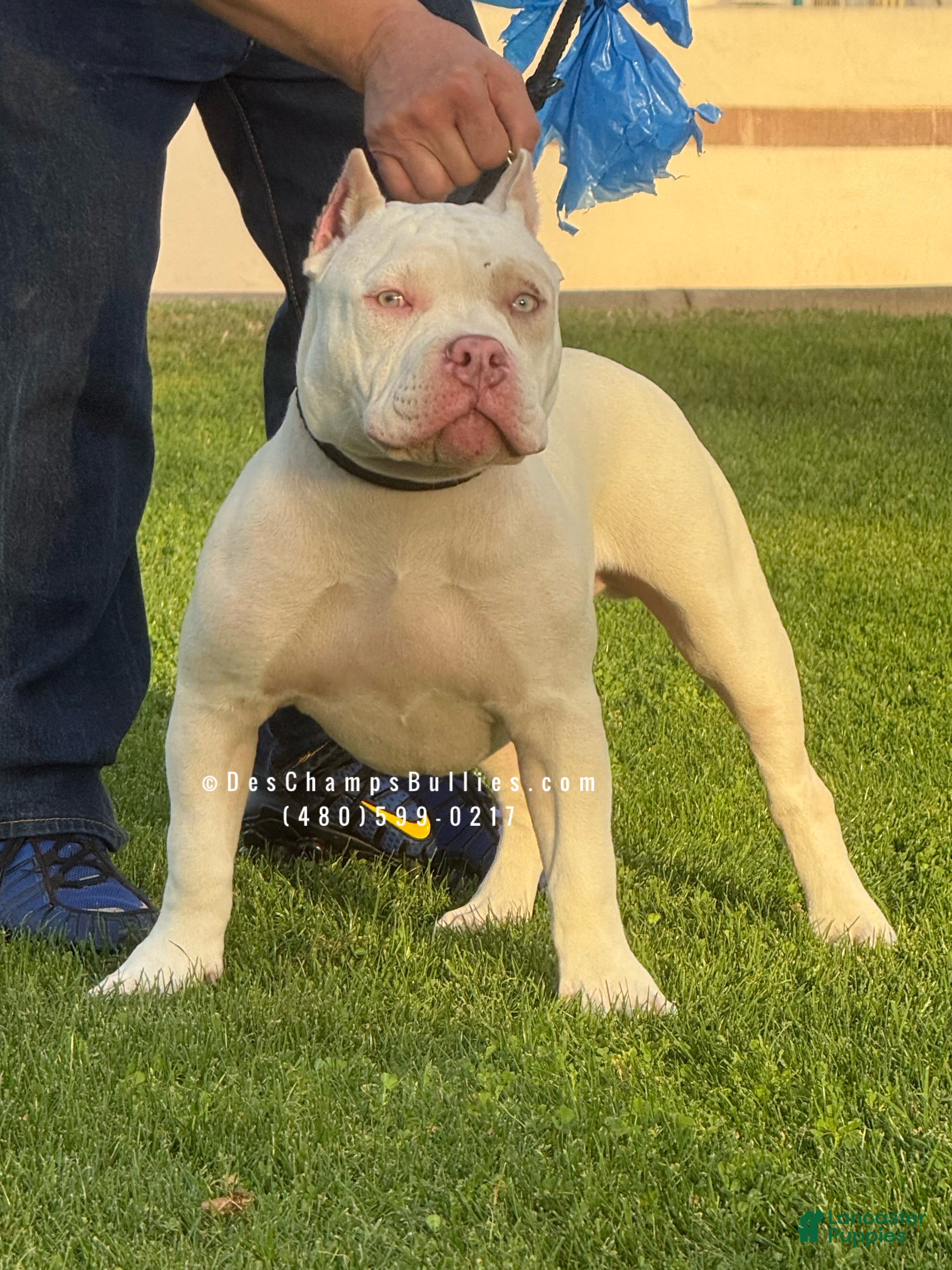 American Bully dogs American Bully Puppy 1 - Ad 1