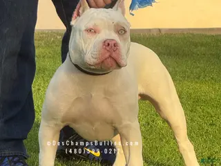 American Bully dogs for sale: American Bully Puppy 1 - Ad 2