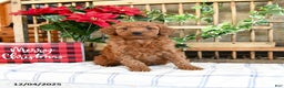 Mini Goldendoodle dogs for sale: Winter  - Ad 3