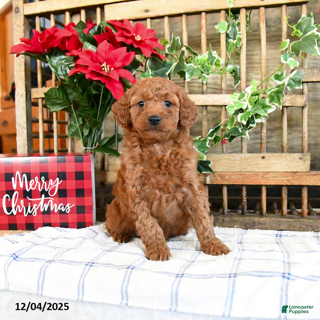 Mini Goldendoodle dogs for sale: Winter  - Ad 3