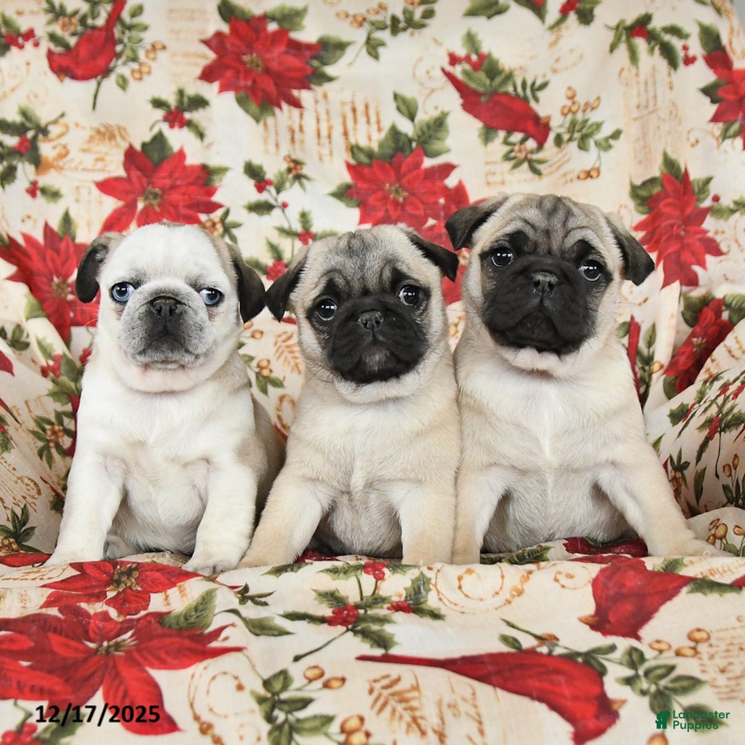 Pug dogs for sale: Diamond - Ad 5
