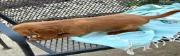 Mini Goldendoodle dogs for sale: Gus - Ad 11