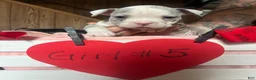 Olde English Bulldogge dogs for sale: Olde English Bulldogge 5 - Ad 12
