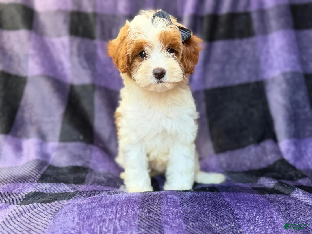 Cavapoo dogs for sale: Sugar - Ad 8
