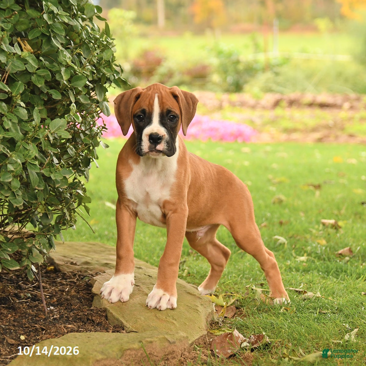 Boxer dogs Logan - Ad 2
