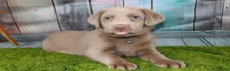 Labrador Retriever dogs for sale: Labrador Retriever Puppy 2 - Ad 1