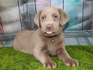 Labrador Retriever dogs Labrador Retriever Puppy 2 - Ad 4