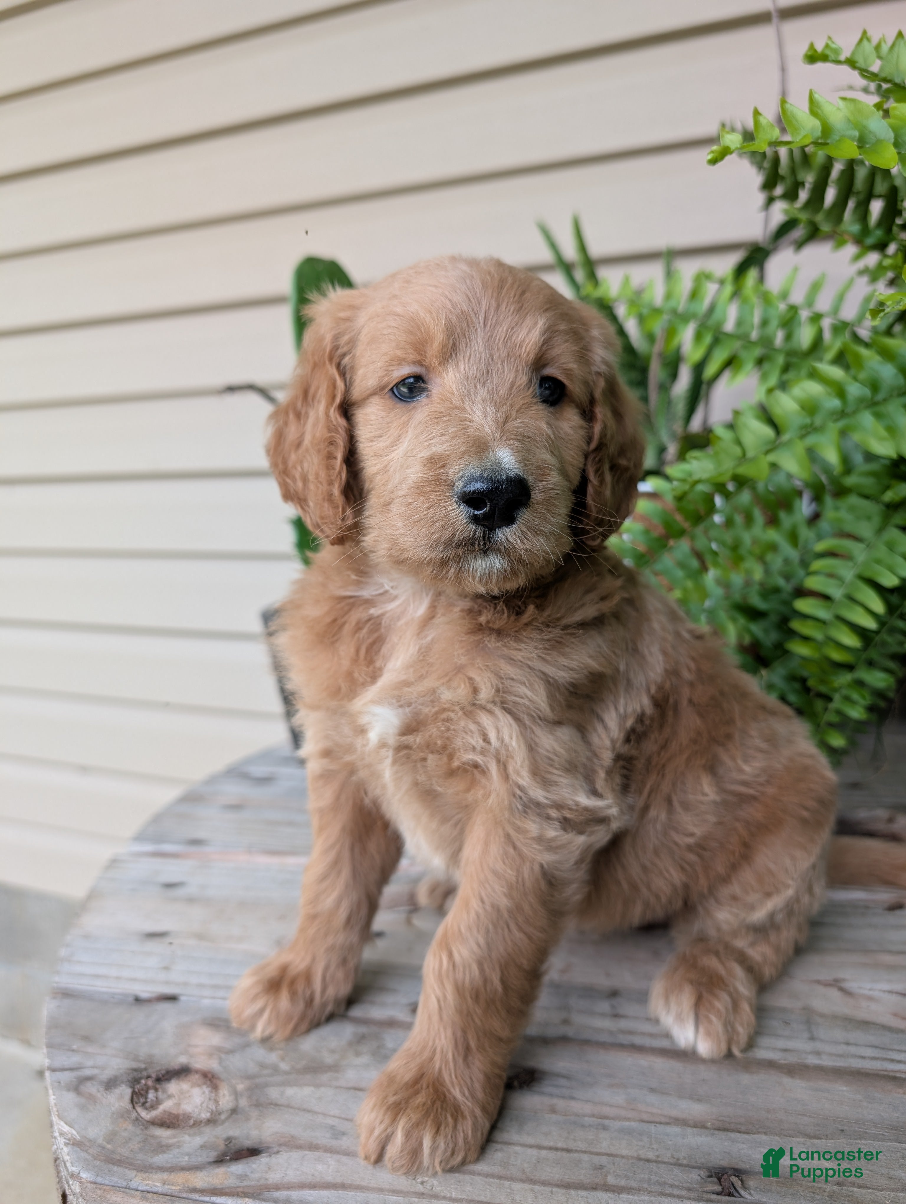 Goldendoodle dogs Libby  - Ad 2