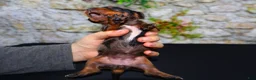 Miniature Dachshund dogs for sale: Miniature Dachshund Puppy 3 - Ad 8