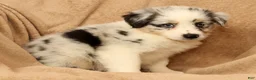 Miniature Australian Shepherd dogs for sale: Missy - Ad 8
