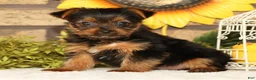 Yorkshire Terrier dogs for sale: Tika - Ad 5