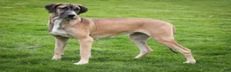 Great Dane dogs for sale: Winston - Ad 9