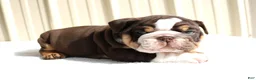 English Bulldog dogs for sale: Blaze - Ad 12