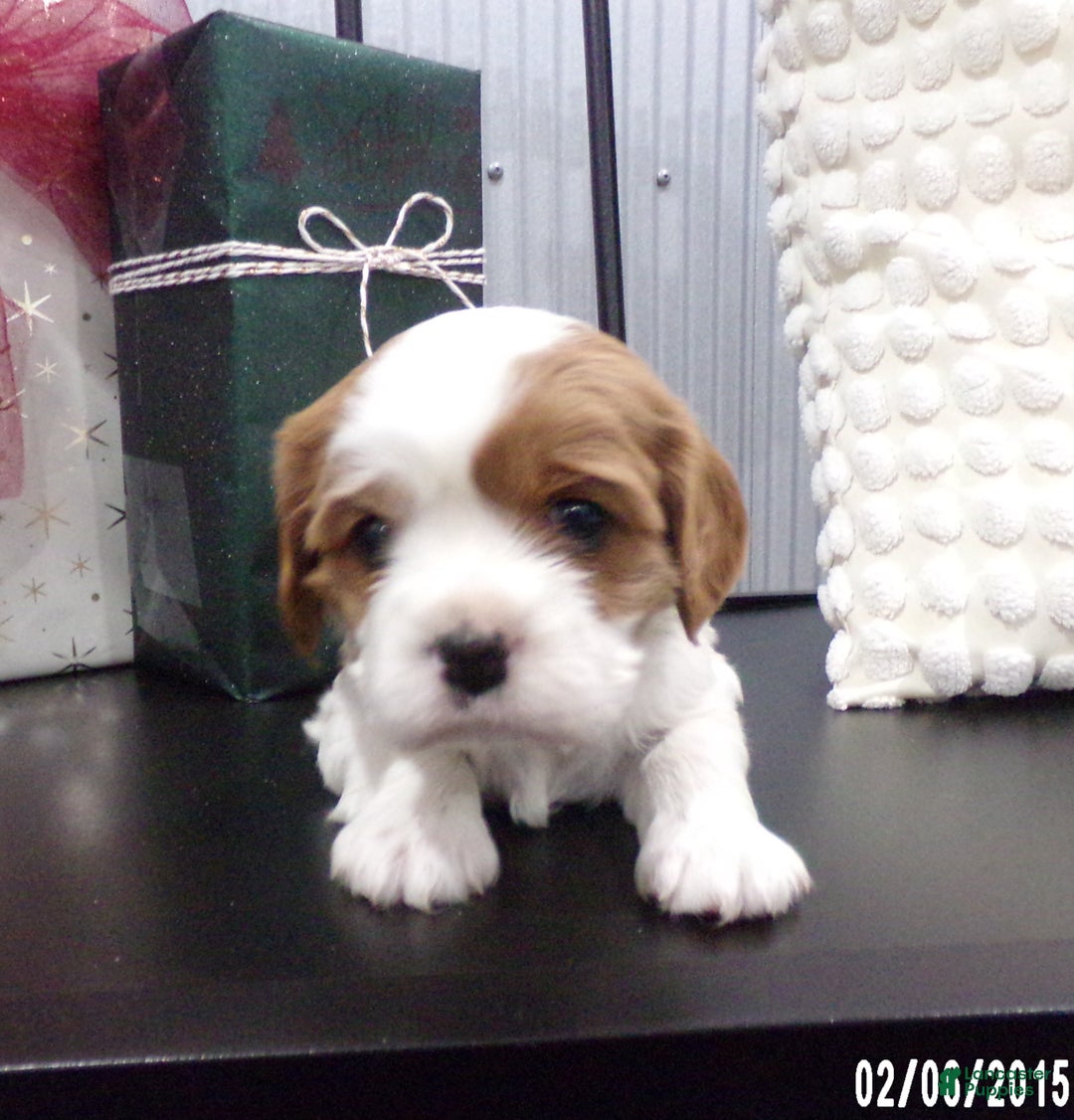 Cavalier King Charles Spaniel dogs for sale: Cavalier King Charles Spaniel Puppy 2 - Ad 20