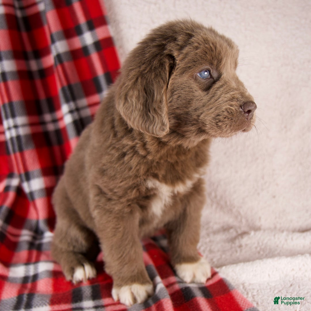 Newfoundland dogs for sale: Fern - Ad 4