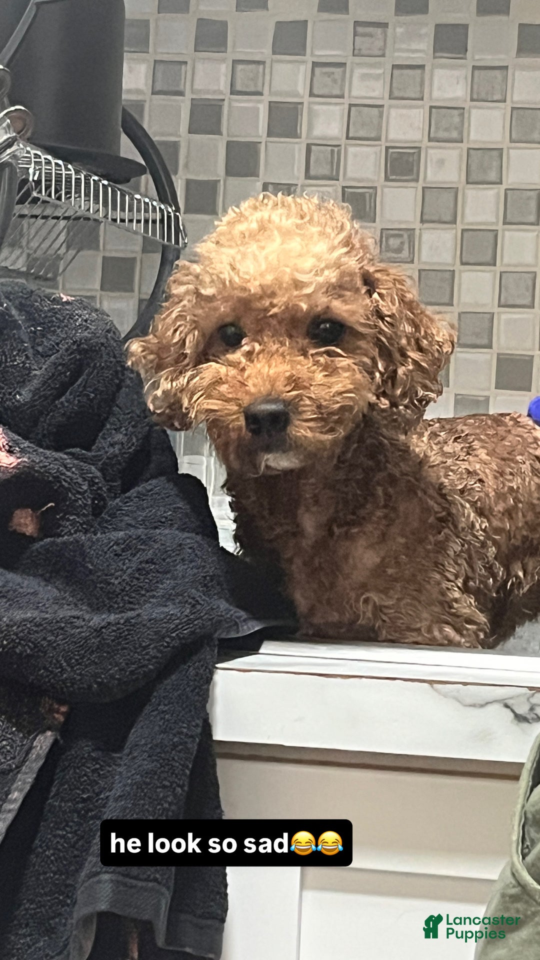 Mini Goldendoodle dogs for sale: Mini Goldendoodle Puppy 1 - Ad 5