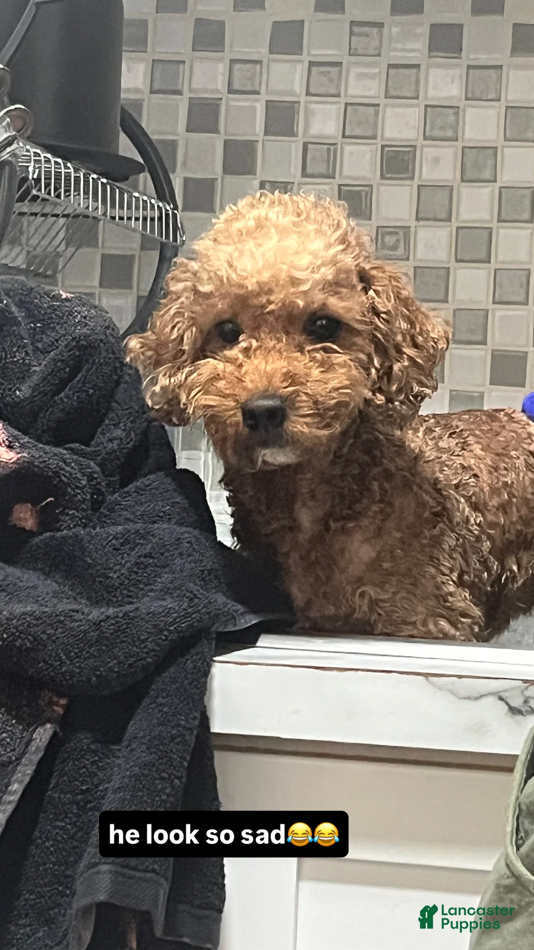 Mini Goldendoodle dogs for sale: Mini Goldendoodle Puppy 1 - Ad 5