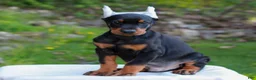 Doberman Pinscher dogs for sale: Austin  - Ad 3