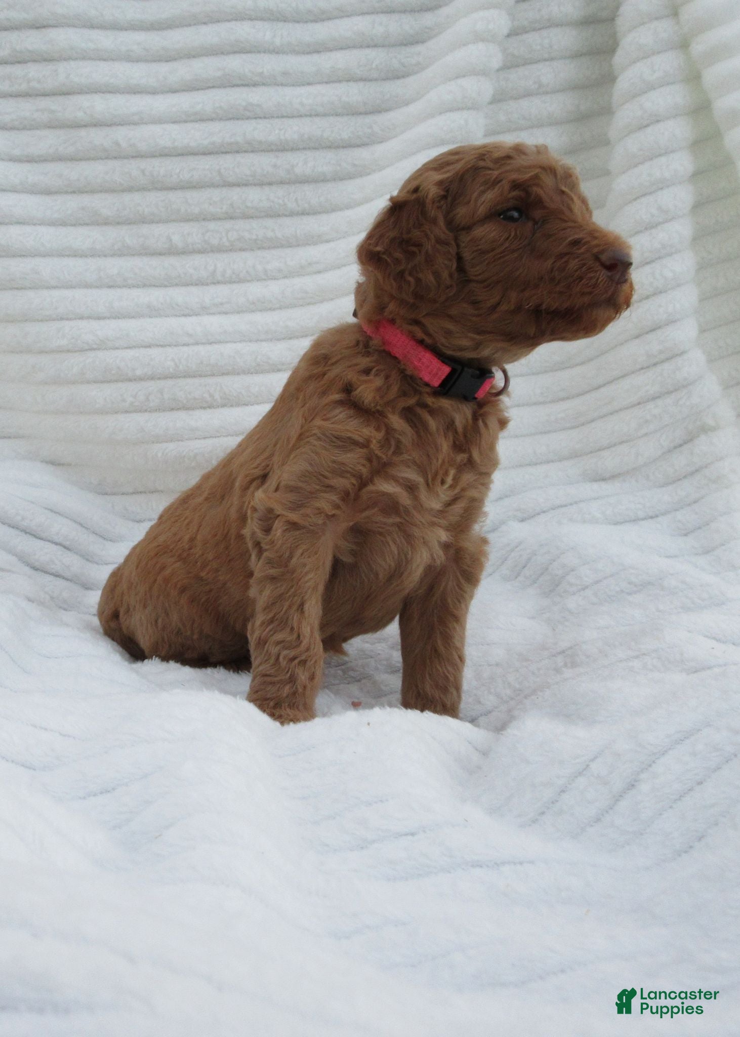 Goldendoodle dogs Lavender - Ad 1