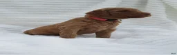 Goldendoodle dogs for sale: Lavender - Ad 1