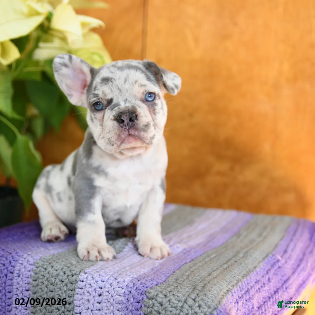 French Bulldog dogs for sale: Lassie - Ad 4