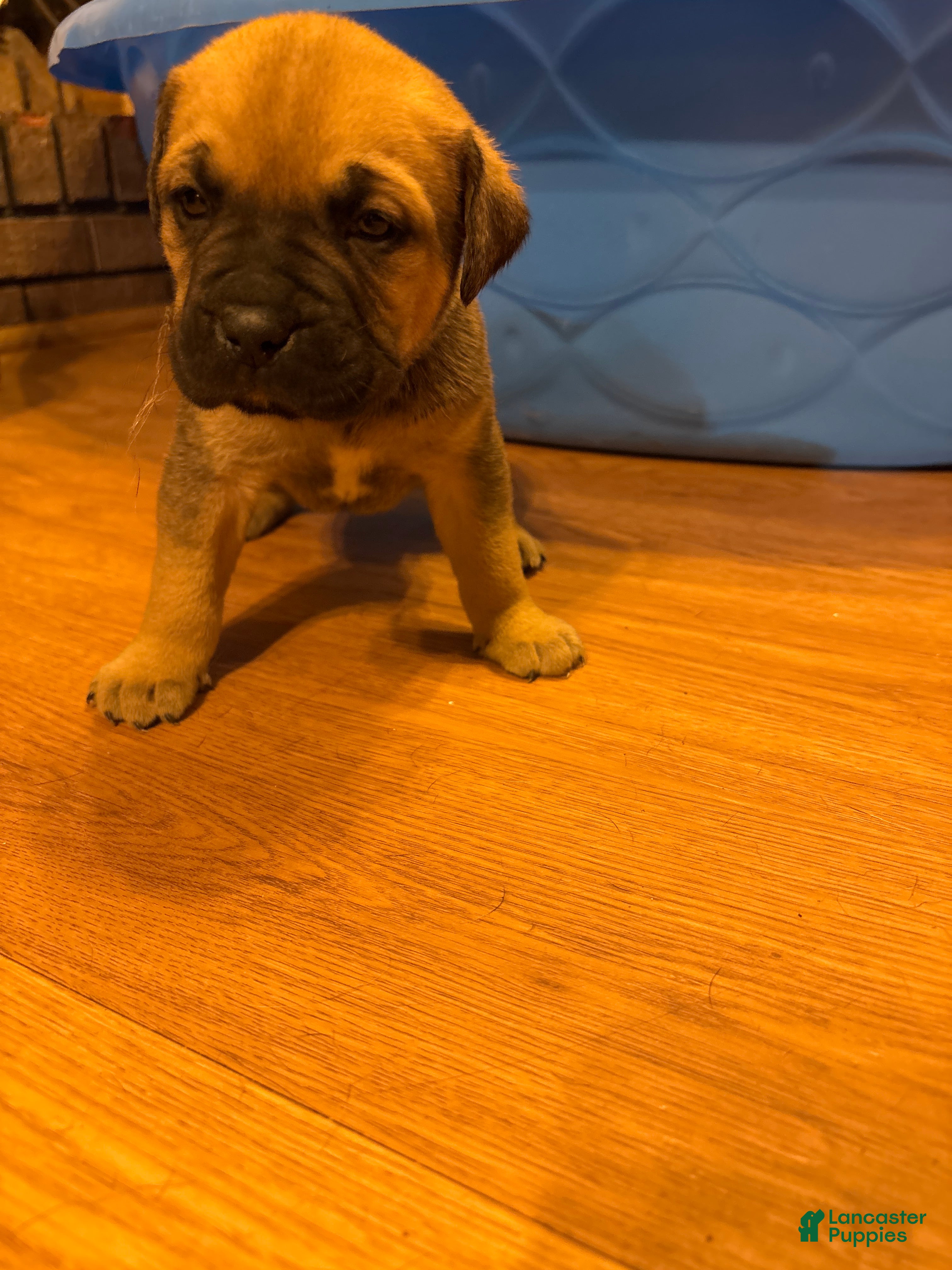 Cane Corso dogs Cane Corso 4 - Ad 31