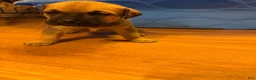 Cane Corso dogs for sale: Cane Corso 4 - Ad 1
