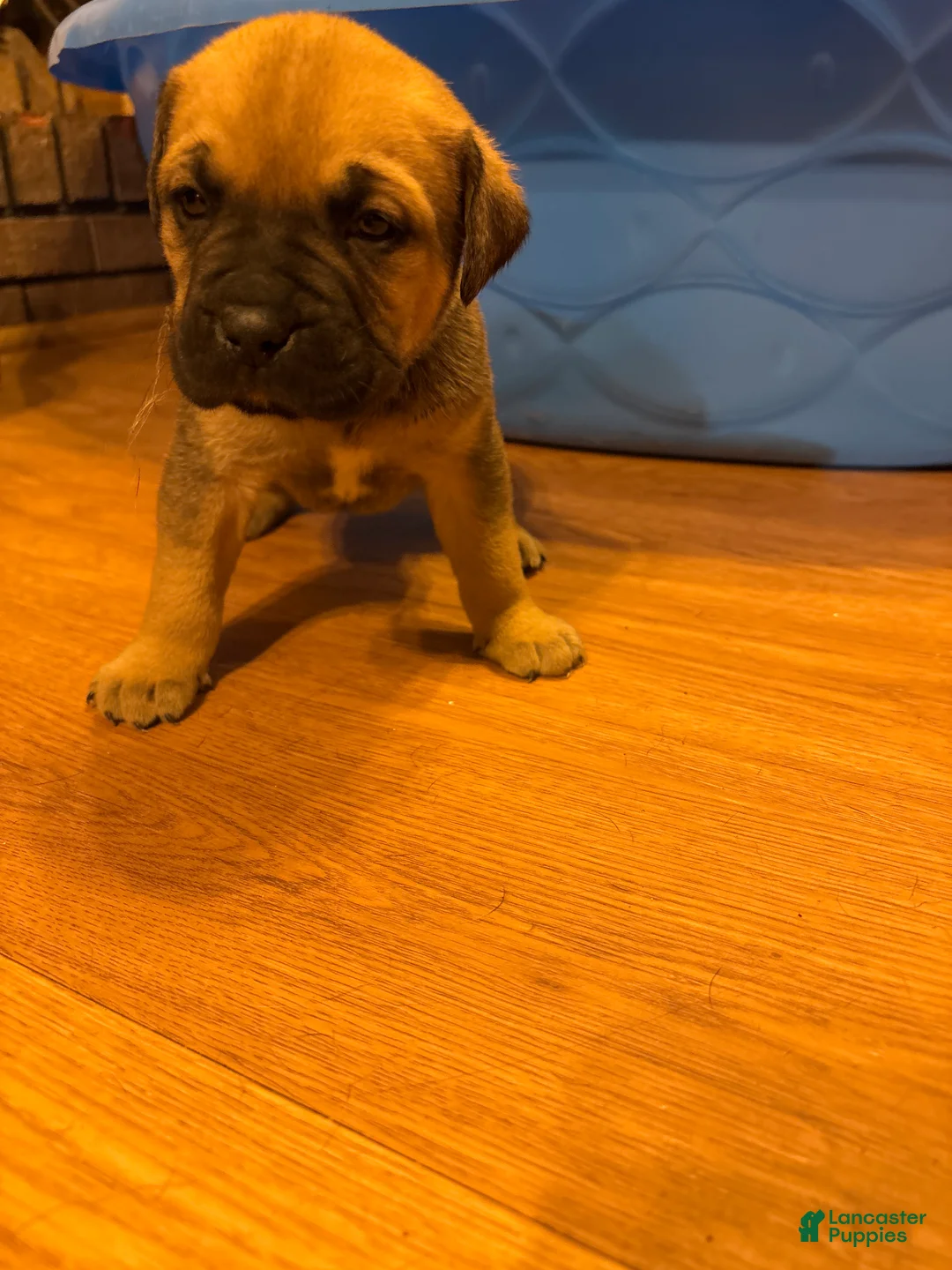 Cane Corso dogs for sale: Cane Corso 4 - Ad 1