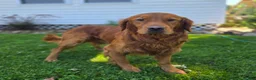 Golden Retriever dogs for sale: Connor - Ad 4