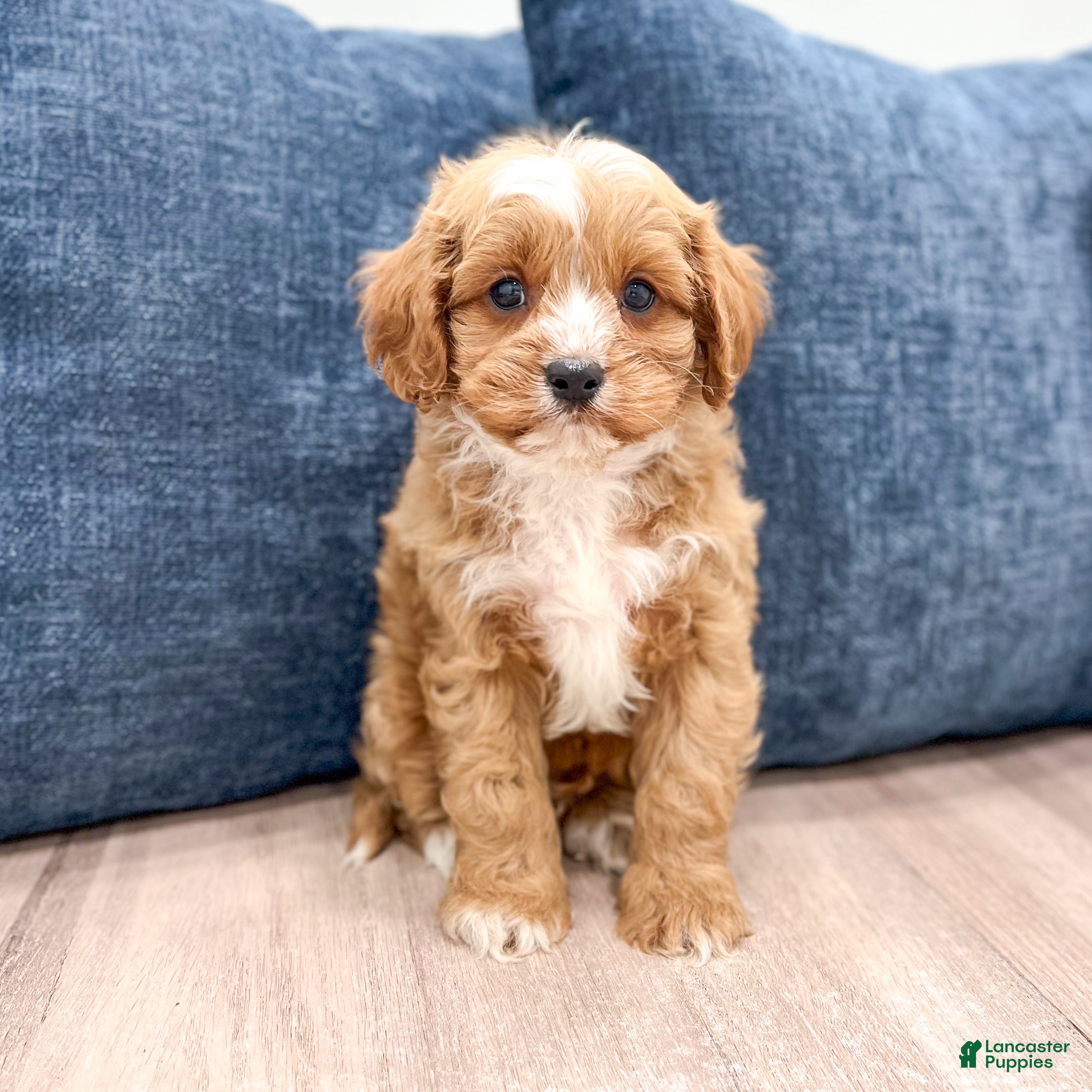 Cavapoo dogs Winston - Ad 1