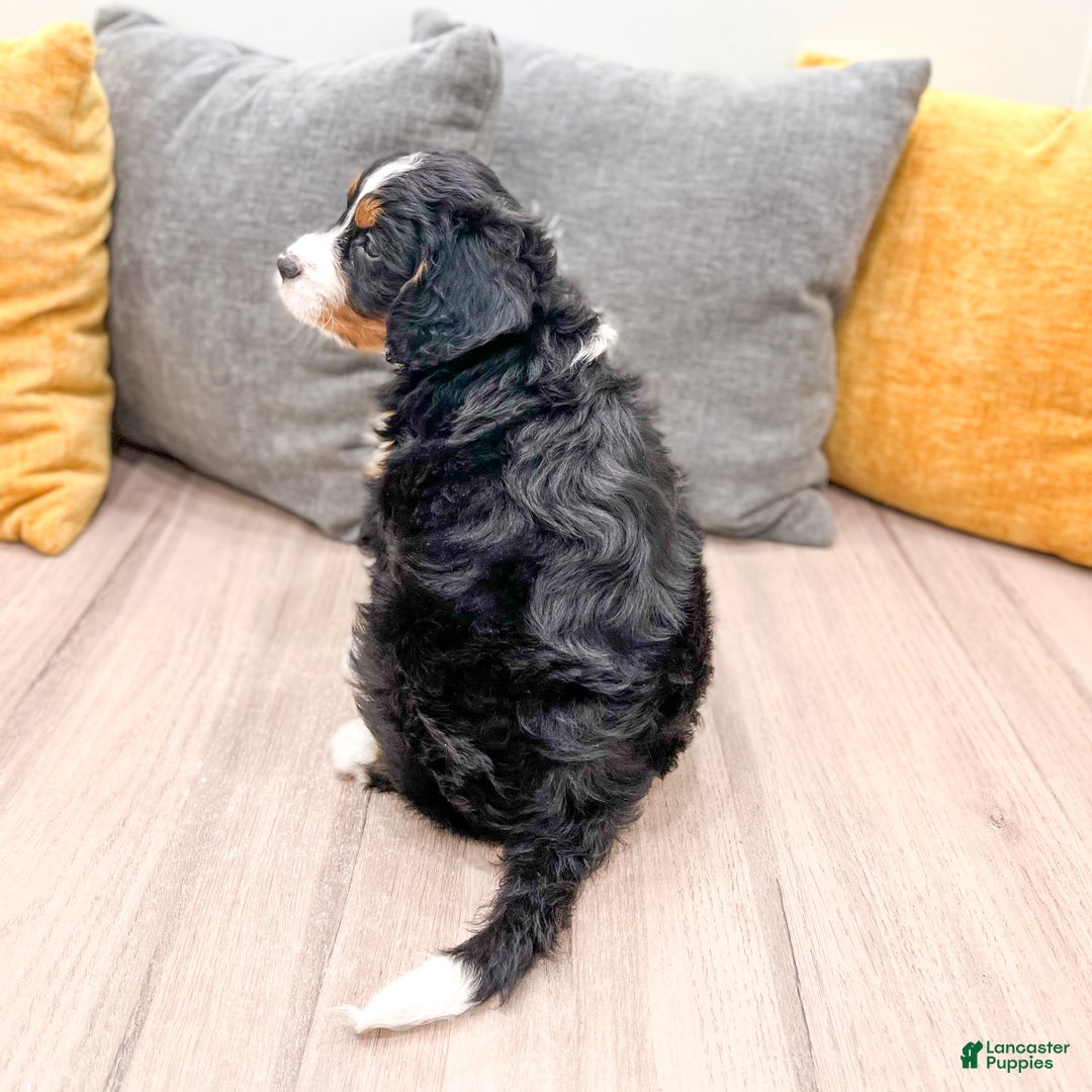 Mini Bernedoodle dogs for sale: Rose - Ad 5