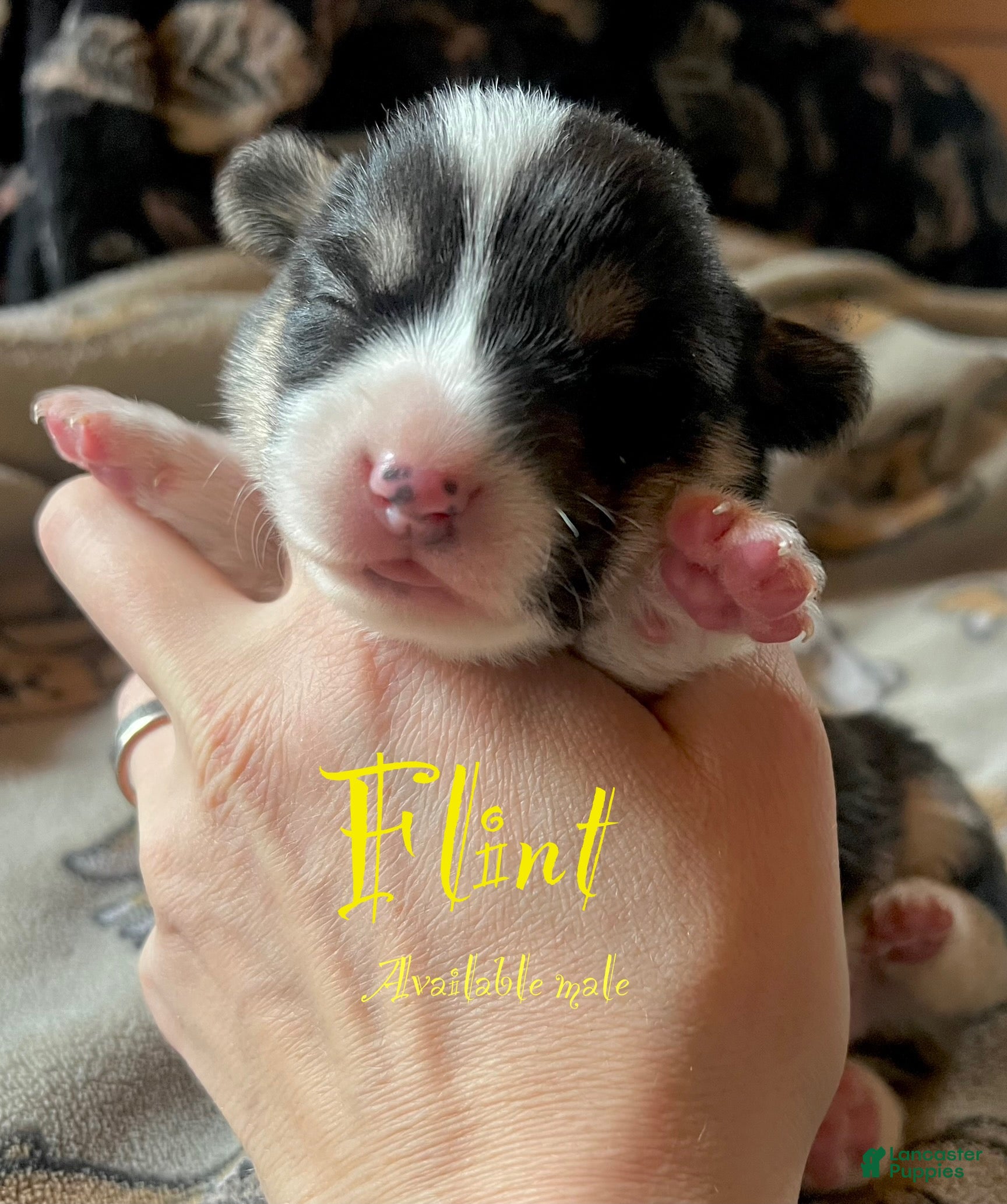 Welsh Corgi Pembroke dogs Flint - Ad 18