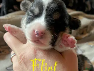 Welsh Corgi Pembroke dogs Flint - Ad 17