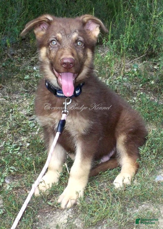 German Shepherd dogs Mocha - Ad 19
