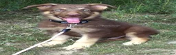 German Shepherd dogs for sale: Mocha - Ad 4