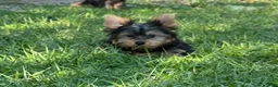 Yorkshire Terrier dogs for sale: Yorkshire Terrier Puppy 1 - Ad 7