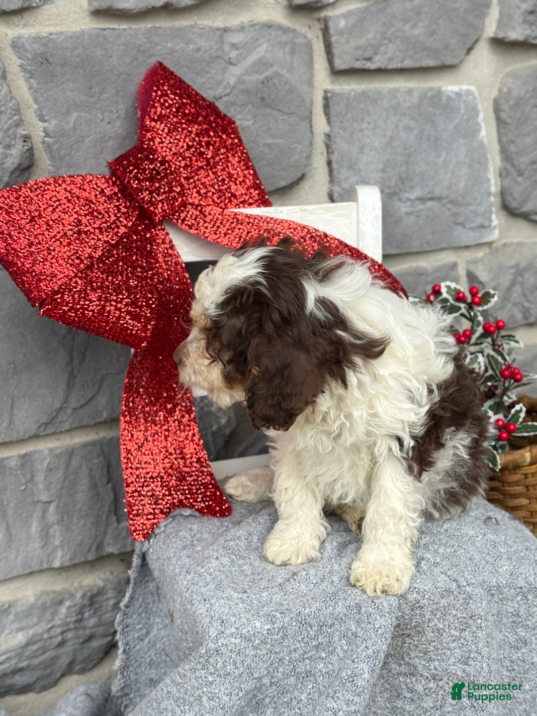 Cavapoo dogs for sale: Arlo - Ad 2