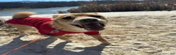Mixed Breed dogs for sale: Donna - Female - Ad 5