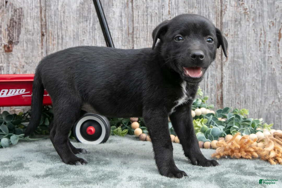 Mixed Breed dogs for sale: Stacy - Ad 3
